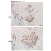 Solarbio K111228P Anti-MSRA Polyclonal Antibody