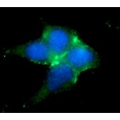 Solarbio K009918P Anti-PD-L1/CD274 Polyclonal Antibody