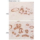 Solarbio K111936P Anti-NSUN7 Polyclonal Antibody