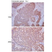Solarbio K111675P Anti-CD1B Polyclonal Antibody