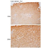 Solarbio K111747P Anti-PLD1 Polyclonal Antibody