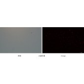 Solarbio EX3000 细菌活力/毒性检测试剂盒