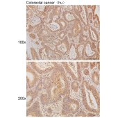 Solarbio K111605P Anti-RGS16 Polyclonal Antibody