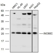 Solarbio K110528P Anti-INO80C Polyclonal Antibody