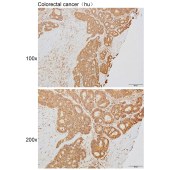 Solarbio K111620P Anti-INS Polyclonal Antibody