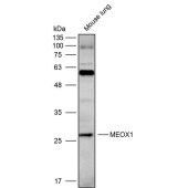 Solarbio K111683P Anti-MEOX1 Polyclonal Antibody