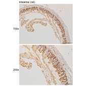Solarbio K111249P Anti-BAG5 Polyclonal Antibody