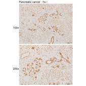 Solarbio K111874P Anti-ZNF682 Polyclonal Antibody