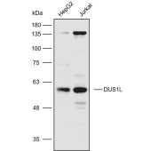 Solarbio K110597P Anti-DUS1L Polyclonal Antibody