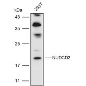 Solarbio K111427P Anti-NUDCD2 Polyclonal Antibody