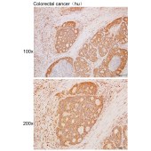 Solarbio K111721P Anti-PTP4A1 Polyclonal Antibody