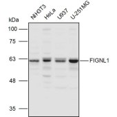 Solarbio K111003P Anti-FIGNL1 Polyclonal Antibody