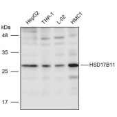 Solarbio K111476P Anti-HSD17B11 Polyclonal Antibody