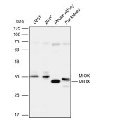 Solarbio K112099P Anti-MIOX Polyclonal Antibody