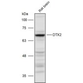 Solarbio K111468P Anti-DTX2 Polyclonal Antibody
