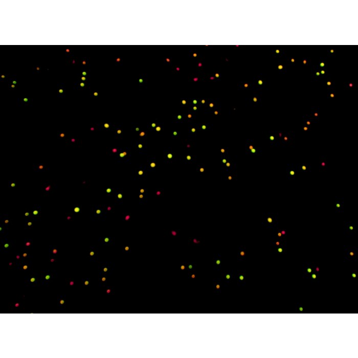 Solarbio CA1142 AO荧光染色试剂盒