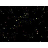 Solarbio CA1142 AO荧光染色试剂盒