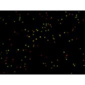 Solarbio CA1142 AO荧光染色试剂盒