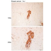 Solarbio K112100P Anti-PI15 Polyclonal Antibody