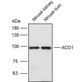 Solarbio K111307P Anti-ACO1 Polyclonal Antibody