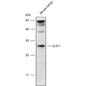 Solarbio K111900P Anti-CLIC1 Polyclonal Antibody
