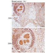 Solarbio K111761P Anti-NDUFB3 Polyclonal Antibody
