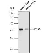 Solarbio K110965P Anti-PEX5L Polyclonal Antibody