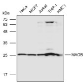 Solarbio K110963P Anti-PILRB Polyclonal Antibody