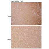 Solarbio K111015P Anti-NLRP12 Polyclonal Antibody