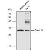 Solarbio K110966P Anti-DNALI1 Polyclonal Antibody