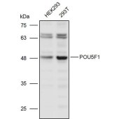 Solarbio K111253P Anti-POU5F1 Polyclonal Antibody