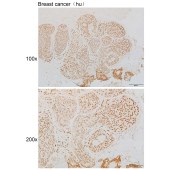 Solarbio K111850P Anti-Histone H2A Polyclonal Antibody