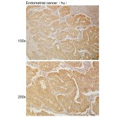 Solarbio K110974P Anti-WNT4 Polyclonal Antibody