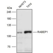 Solarbio K111308P Anti-RABEP1 Polyclonal Antibody
