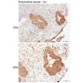 Solarbio K111427P Anti-NUDCD2 Polyclonal Antibody