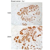 Solarbio K111942P Anti-MTERF1 Polyclonal Antibody