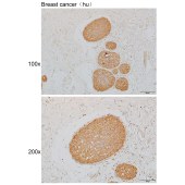 Solarbio K111910P Anti-NEDD9 Polyclonal Antibody