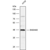 Solarbio K111971P Anti-BABAM2 Polyclonal Antibody