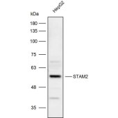 Solarbio K111873P Anti-STAM2 Polyclonal Antibody