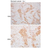 Solarbio K110815P Anti-RFC2 Polyclonal Antibody