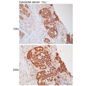Solarbio K111786P Anti-CER1 Polyclonal Antibody