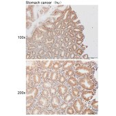 Solarbio K111931P Anti-NCK1 Polyclonal Antibody