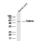 Solarbio K009919P Anti-Osterix Polyclonal antibody