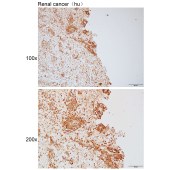 Solarbio K111752P Anti-CA12 Polyclonal Antibody
