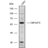 Solarbio K111062P Anti-CBFA2T3 Polyclonal Antibody