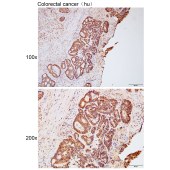 Solarbio K111788P Anti-TNPO2 Polyclonal Antibody