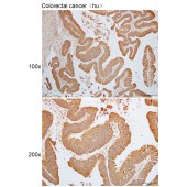 Solarbio K110818P Anti-SELL Polyclonal Antibody