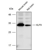 Solarbio K111682P Anti-KLF9 Polyclonal Antibody