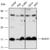 Solarbio K111653P Anti-BUD31 Polyclonal Antibody