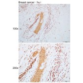 Solarbio K110815P Anti-RFC2 Polyclonal Antibody